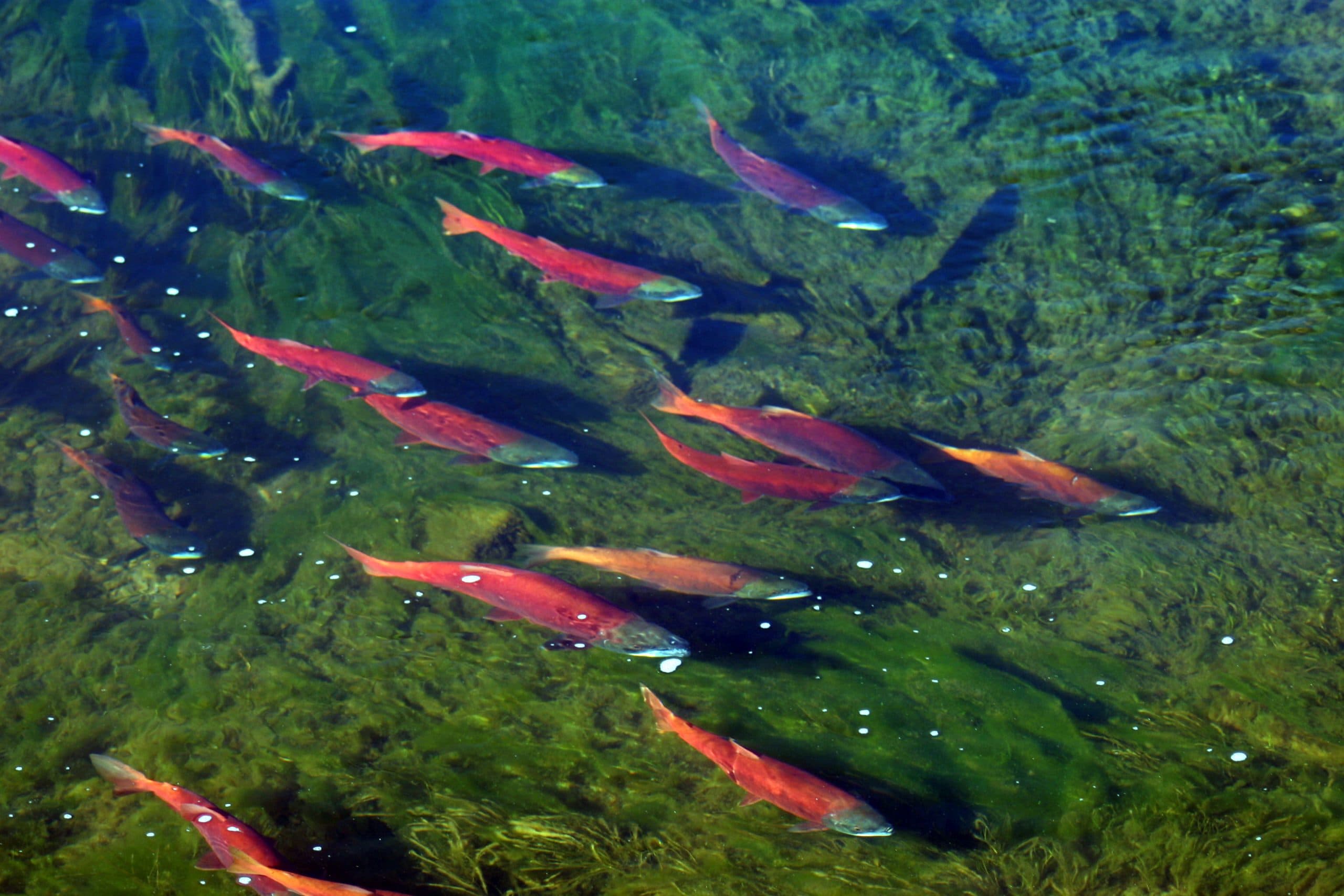 DWR Responds To Concerns Of Decreasing Kokanee Salmon Numbers