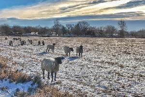Frosty Morning in the Basin