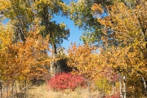 Fall Colors in the Basin