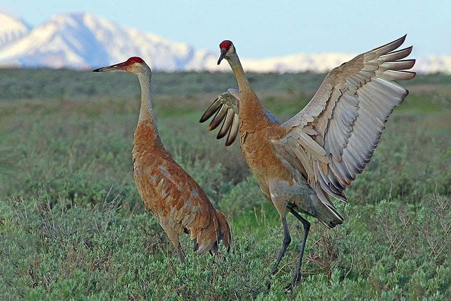 Where To See And Hear Unique Migratory Birds, The Sandhill Cranes