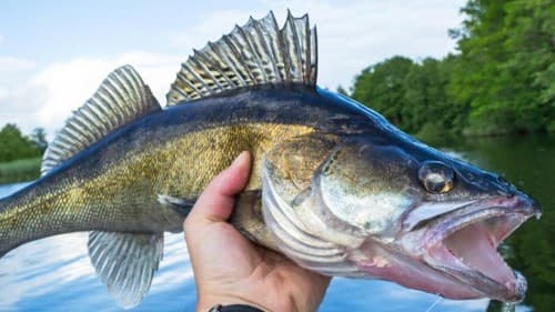 Utah Wildlife Board Approves Changes To Fishing Limits