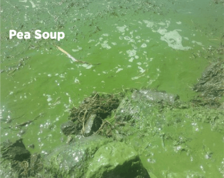 DWR Warns Waterfowl Hunters To Watch For Harmful Algal Blooms