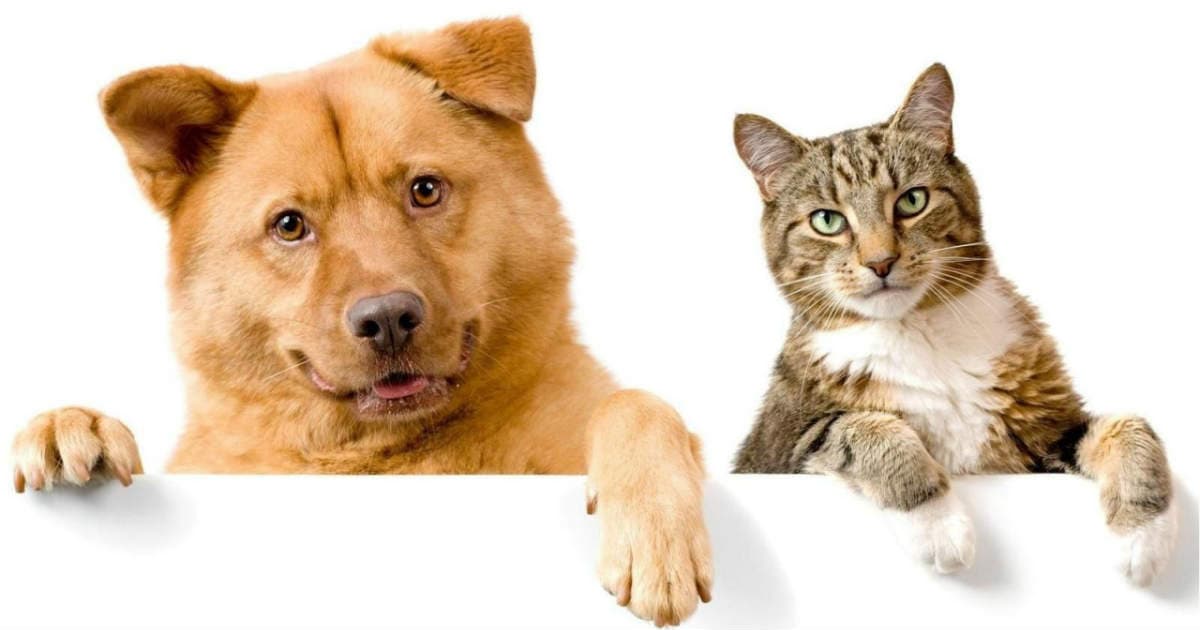 Uintah Animal Control And Shelter SSD: Currently Not Accepting Cats