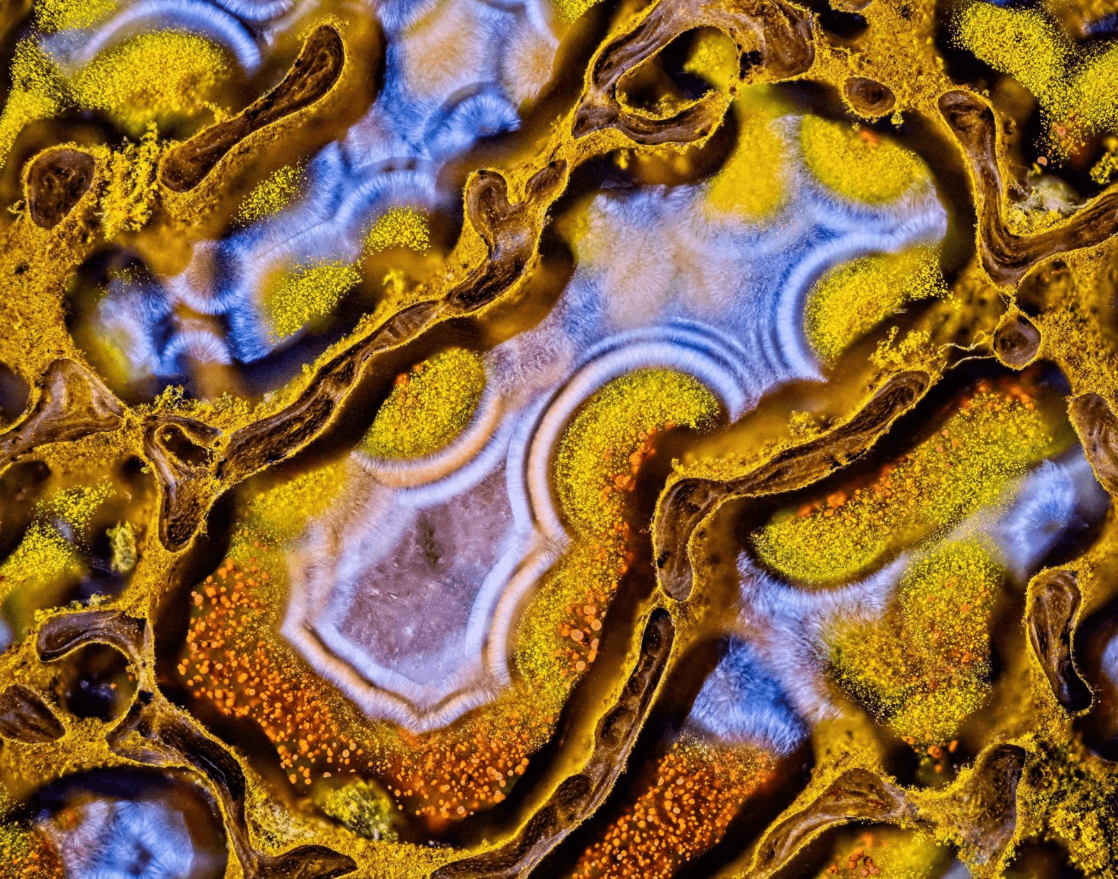 Local Places in Nikon Small World Photomicrography Competition