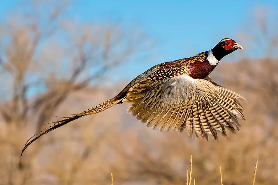 DWR: 2023 Pheasant Hunts