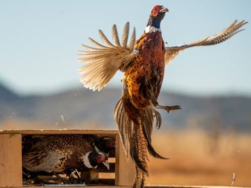 Getting Ready for 2022 Pheasant and Quail Hunts
