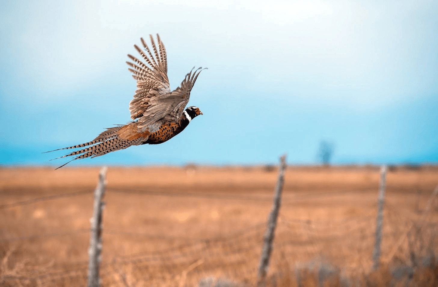 DWR Releasing Pheasants Ahead Of Thanksgiving Holiday