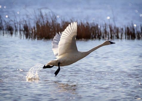 DWR Announces Swan Hunt Closing Early