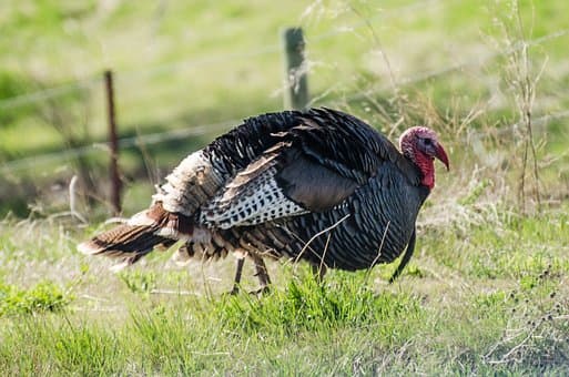 DWR Announce Spring Turkey Hunting Permit Opening December 13th