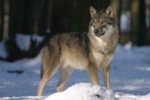 Petition Denied As Plans To Transfer 15 Wolves From Canada To Colorado Begins