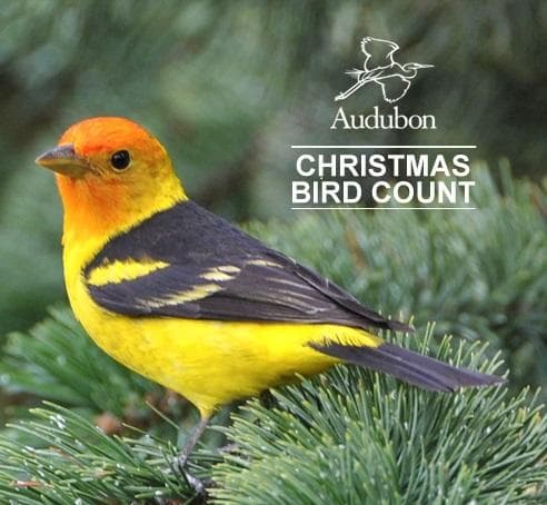 Christmas Bird Count A Special Tradition For Local Wildlife Enthusiast