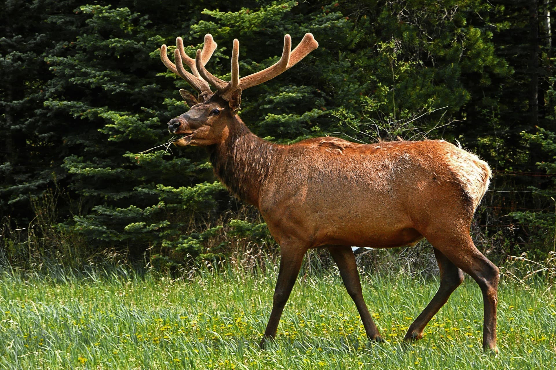 New Statewide Elk Management Plan Approved With Changes To Elk Hunting