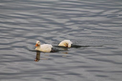 Avian Flu Confirmed In Uintah Basin; Do Not Pick Up Sick Or Dead Birds