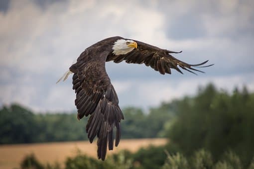 DWR Hosting Eagle Viewing Event At Ouray National Wildlife Refuge
