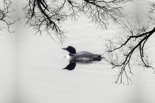 Don’t Miss Your Chance To See Migrating Loons On Their Journey North