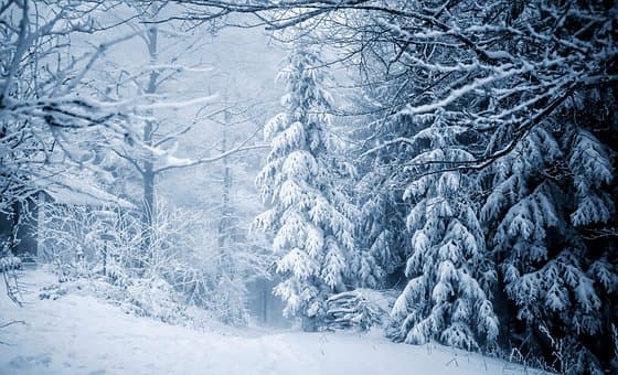 Record Snow Pack Amounts On Ashley National Forest