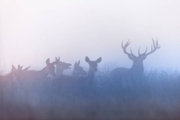 Application Period Approaches To Hunt Big Game