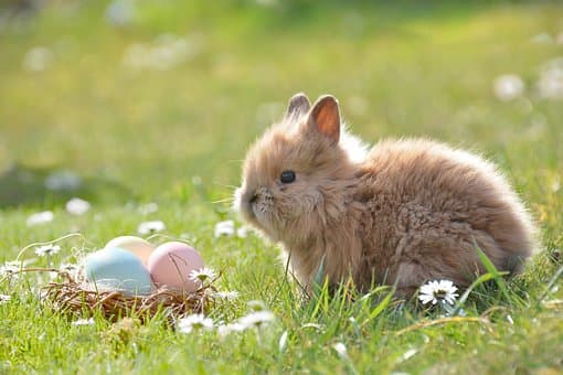 Easter Activities This Weekend