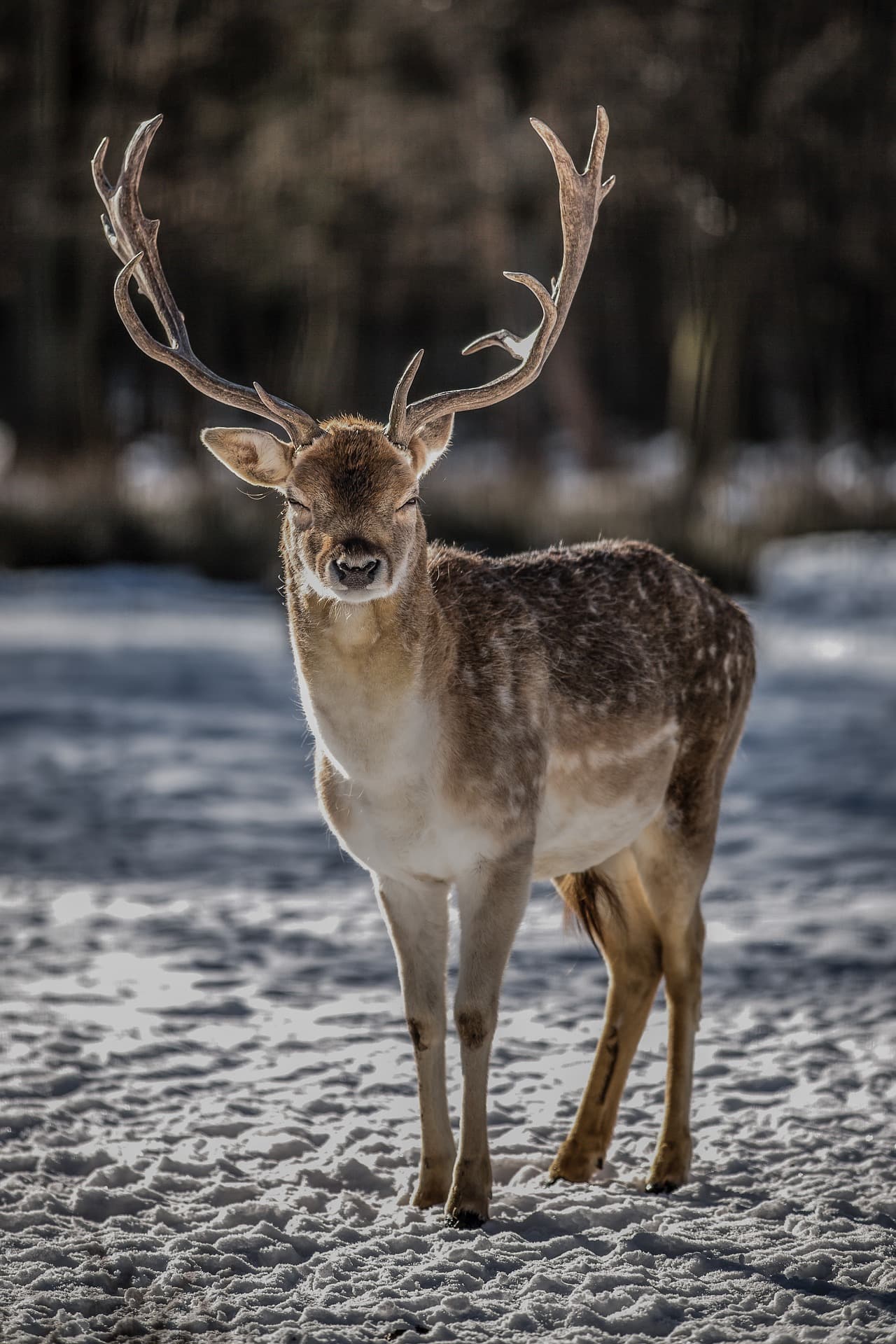 DWR Recommends Decrease In Deer Permits After Rough Winter