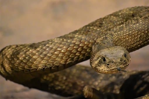 DWR: Warmer Weather Means Rattlesnakes Emerging From Winter Dens