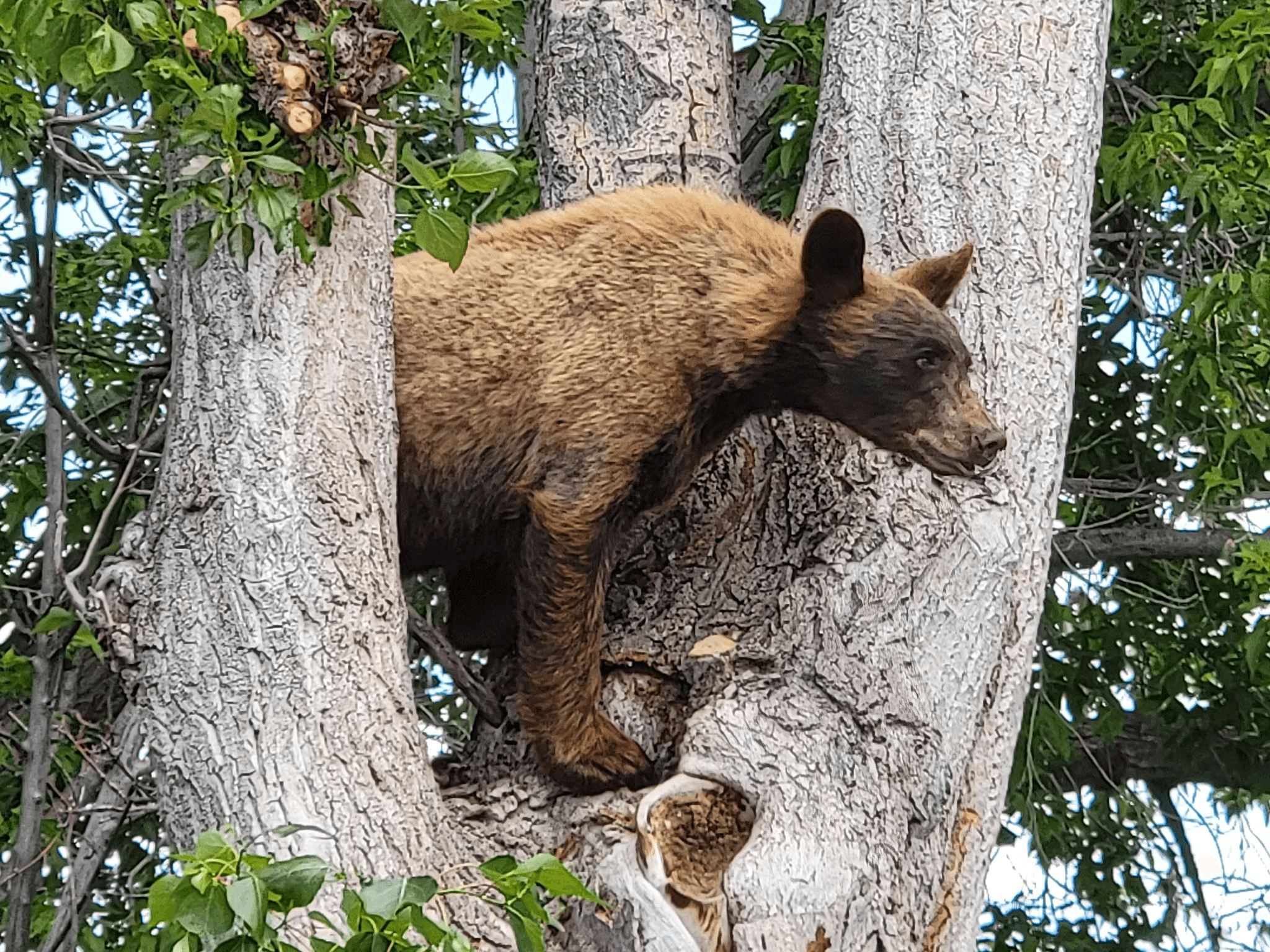 Another Bear Relocated From Uintah County Neighborhood