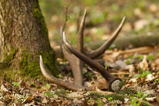 Shed Antler Hunting Closure Lifted