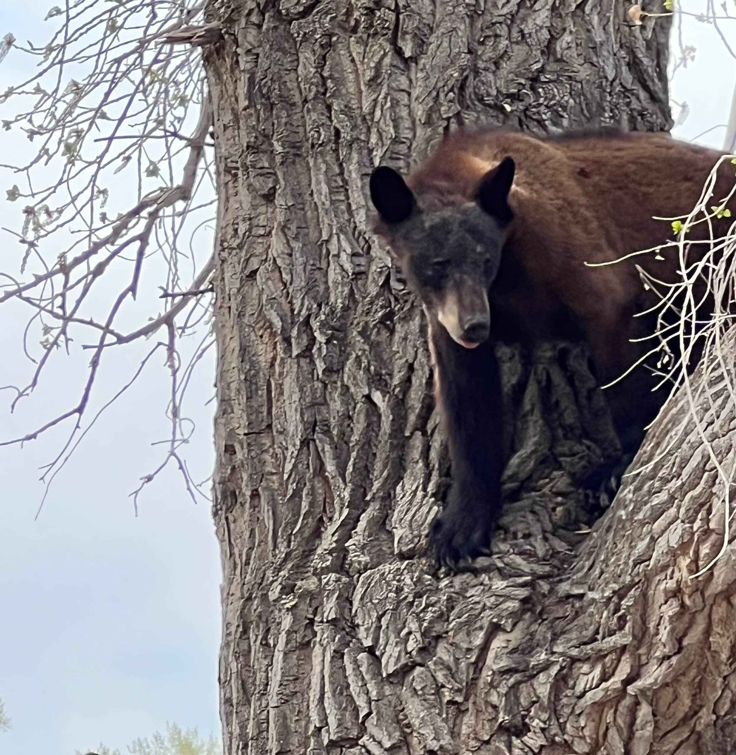 Black Bear Takes Stroll In Uintah County
