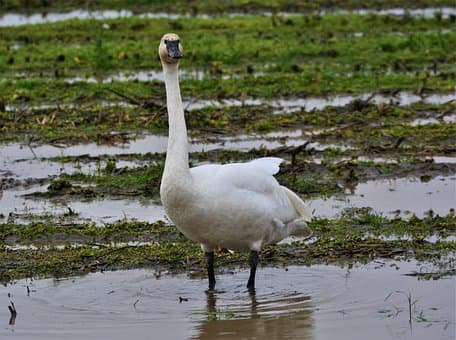 Utah Wildlife Board Makes Changes to Waterfowl Hunting