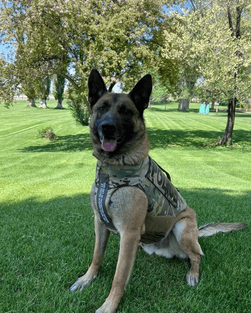 Rangely Police K9 Suited Up With Body Armor Thanks To Donation