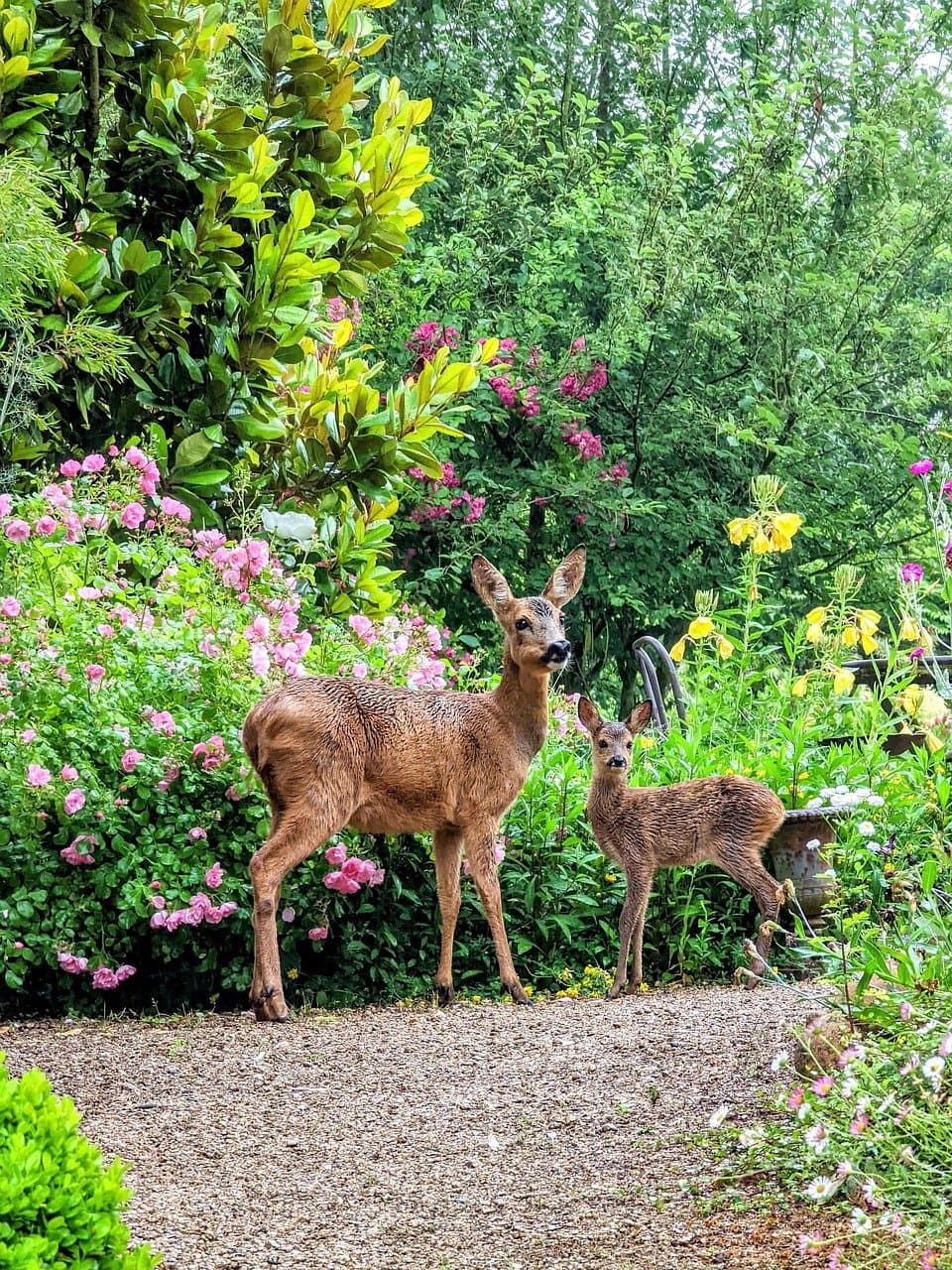 DWR: Keeping Deer Out Of Your Garden This Summer