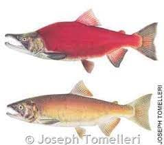 Anglers Urged To Target Lake Trout On Flaming Gorge After Kokanee Limit