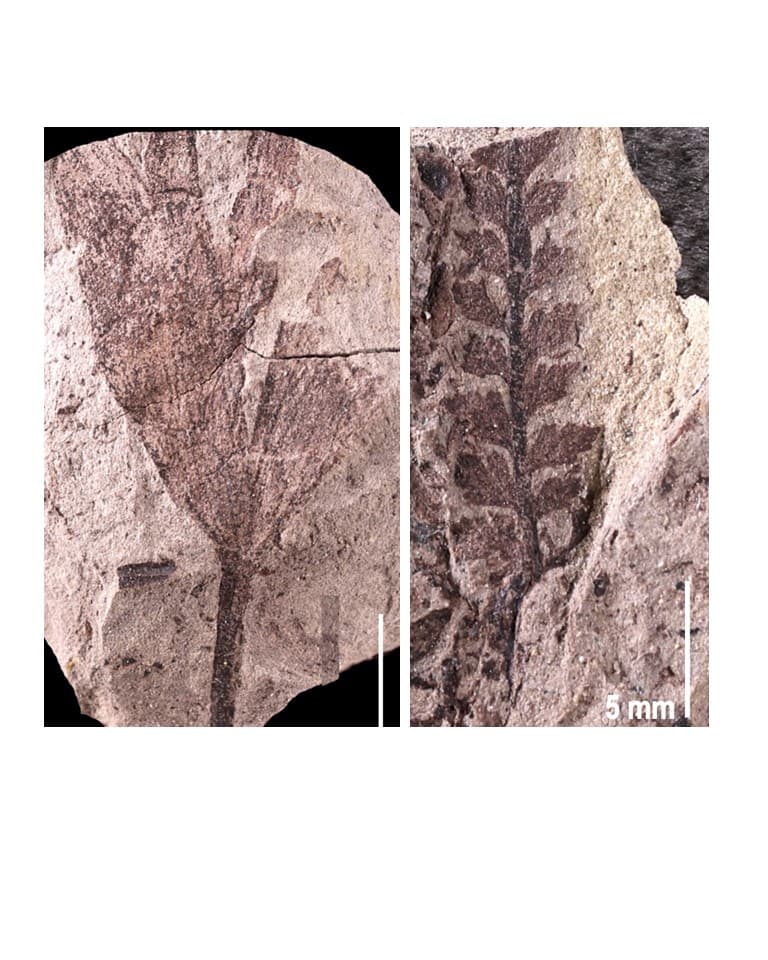 Paleontologists Find Ancient Forest Deposit In Northeastern Utah