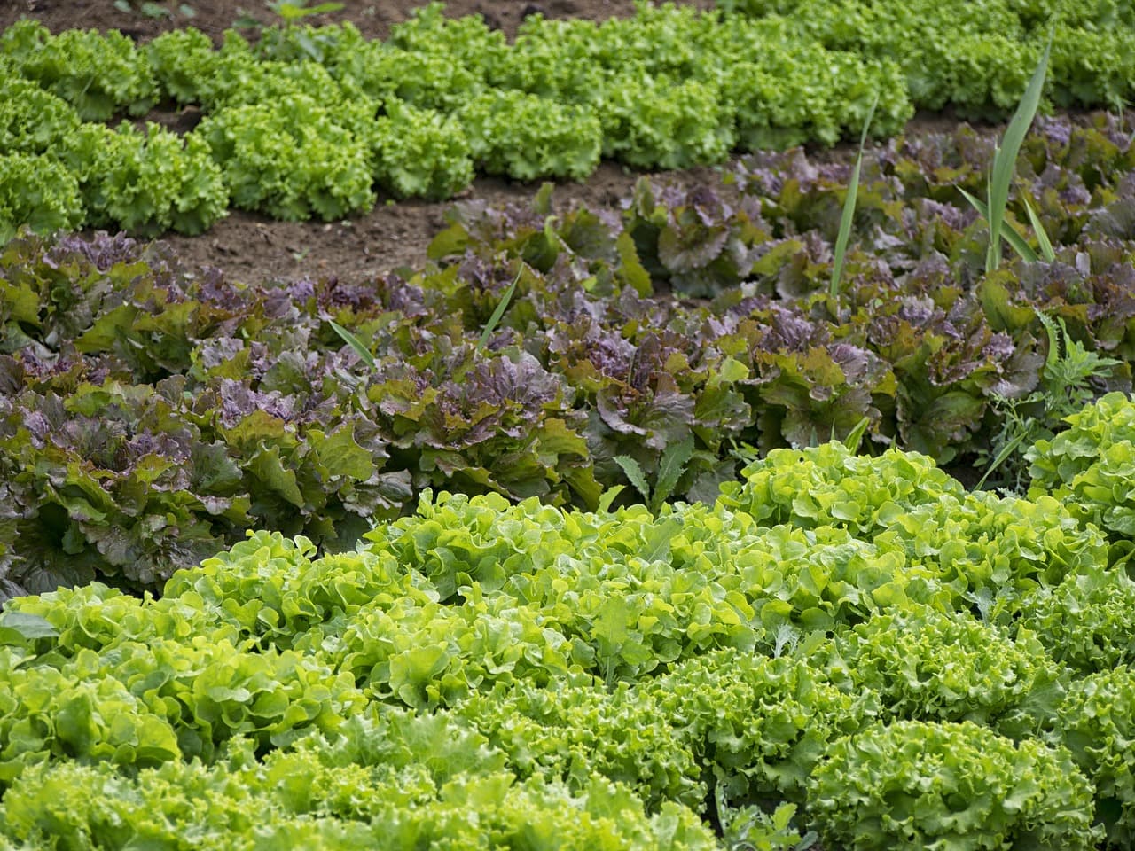 Daggett County Announces Community Garden Project