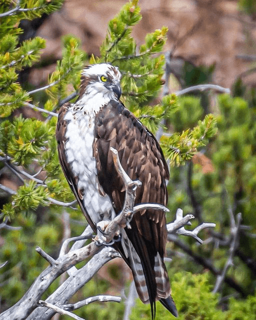 Flaming Gorge Dam Osprey Watch This Saturday