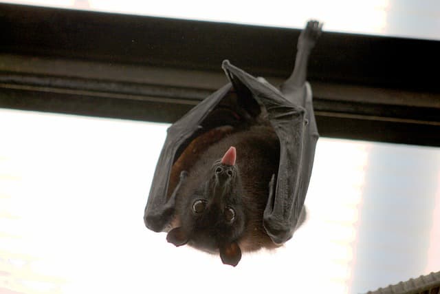 DWR Safety Message On How To Deal With Bats In The Summer