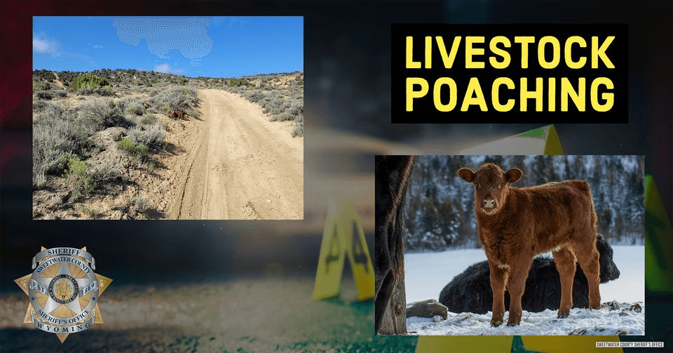 Sweetwater County Sheriff’s Office Seeks Help With Livestock Poaching Case
