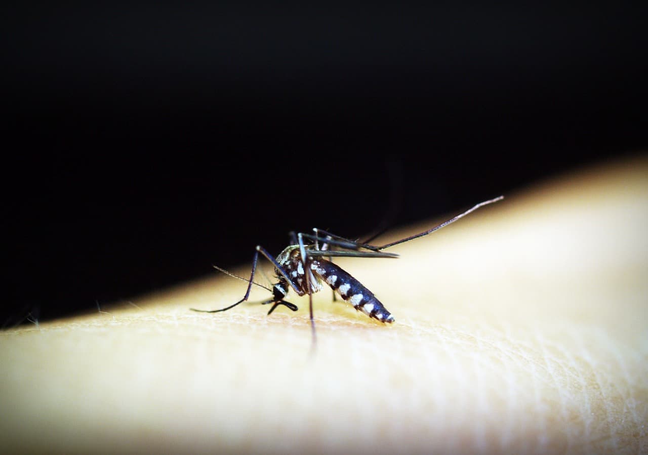 West Nile Virus Found In Uintah County Mosquitoes