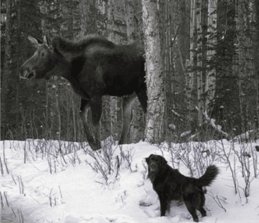 Moose In Moffat County Prompts Safety Reminder To Public