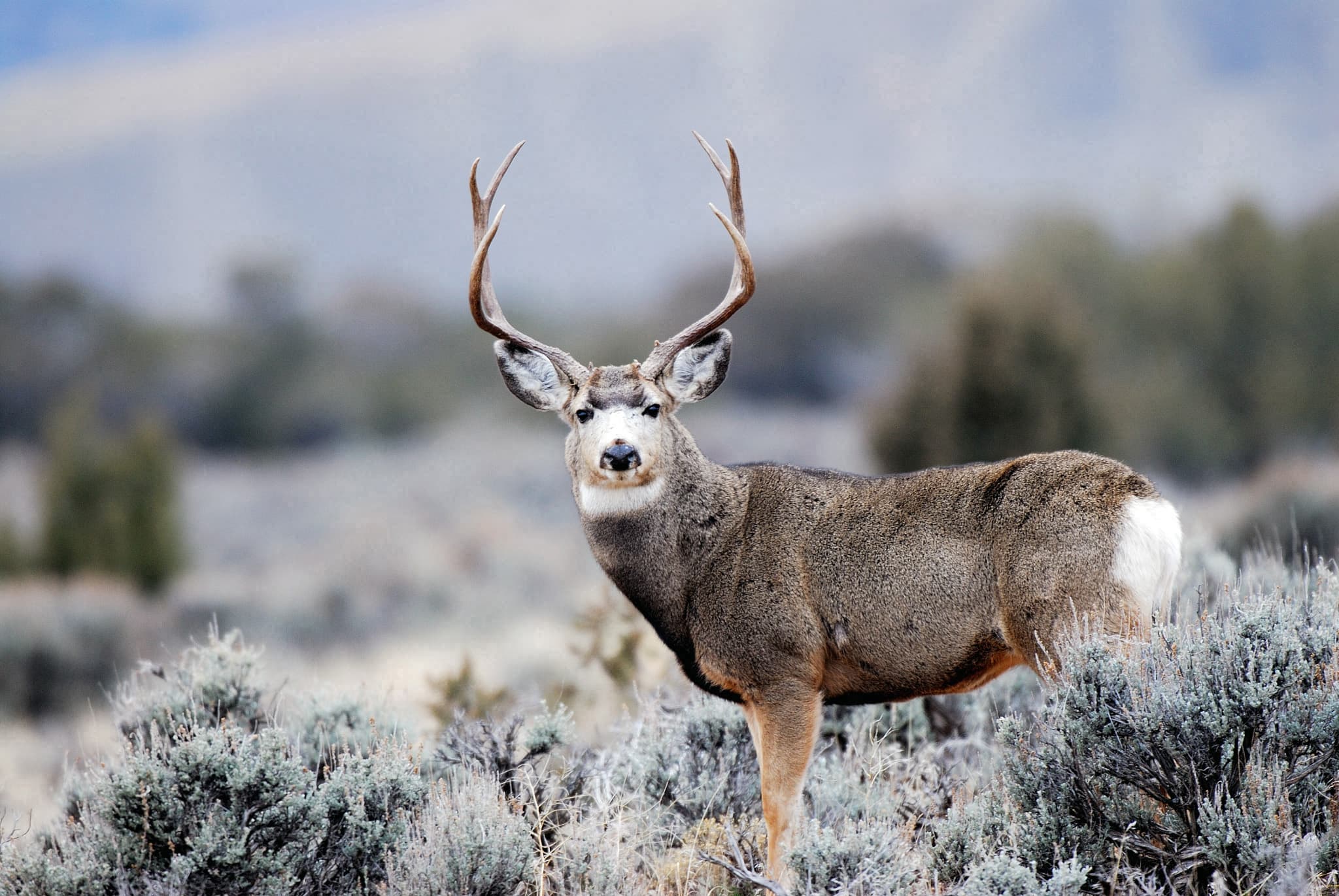 DWR Message On 2023 Utah Deer Hunts
