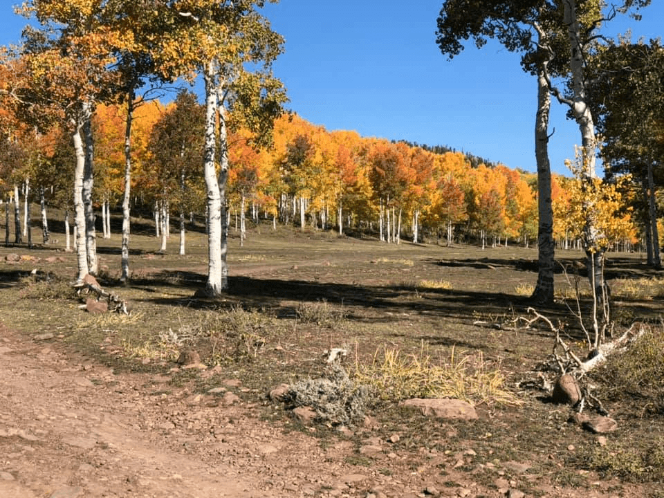Ashley National Forest Shares Reminders For Hunters