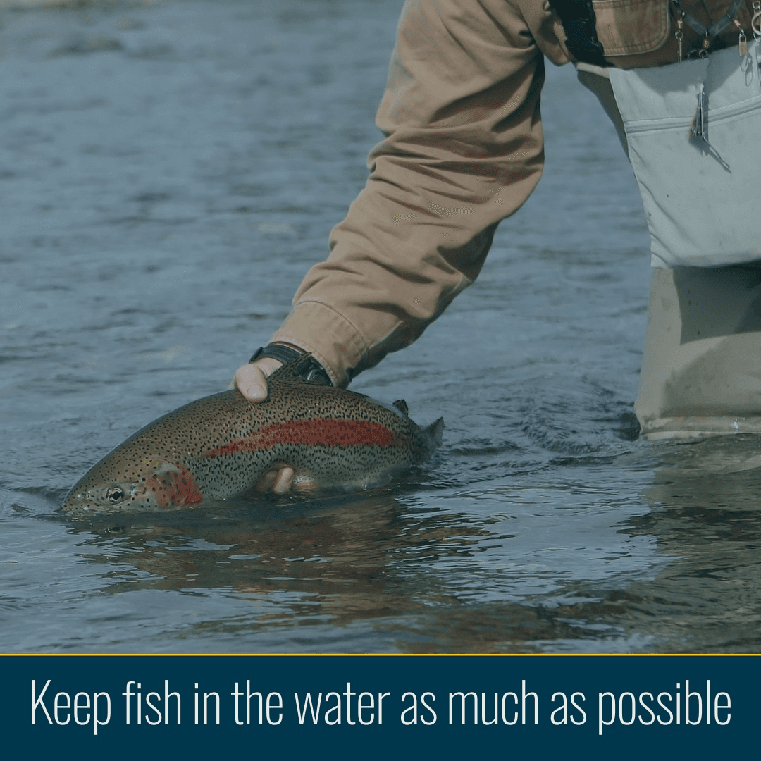 Wyoming Game And Fish Urge Proper Technique Of Catch And Release