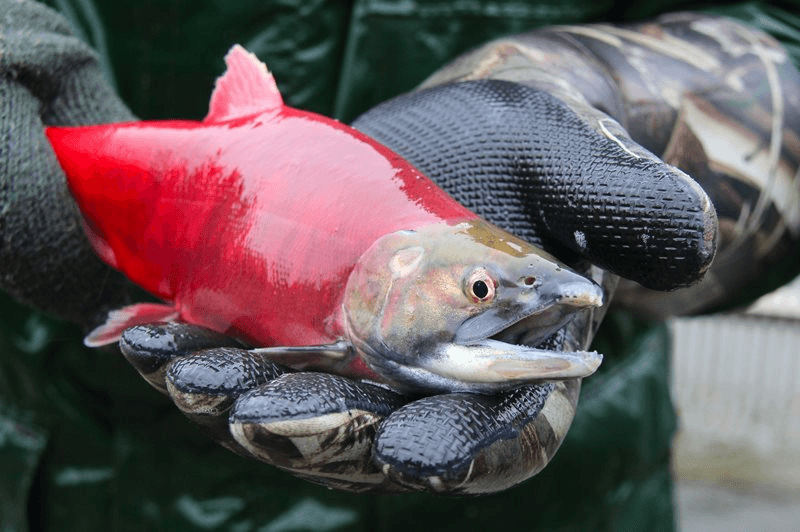 Flaming Gorge And Green River Region Fishing Closures