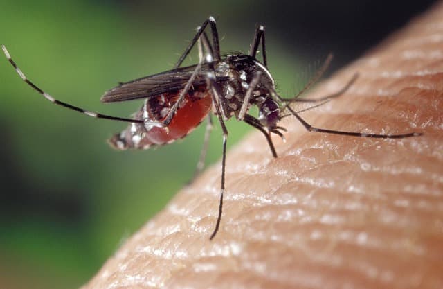 West Nile Virus In TriCounty Health District