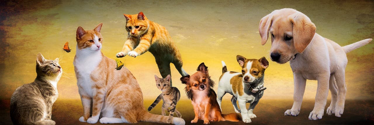 Roosevelt Animal Shelter Gives Report; Urges Public To Be Responsible