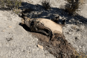 DWR Seeking Information After Bull Elk Left To Waste In Duchesne County