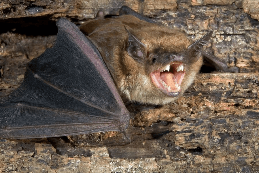 Rabies Confirmed In Bat Found Near North Rock Springs Home