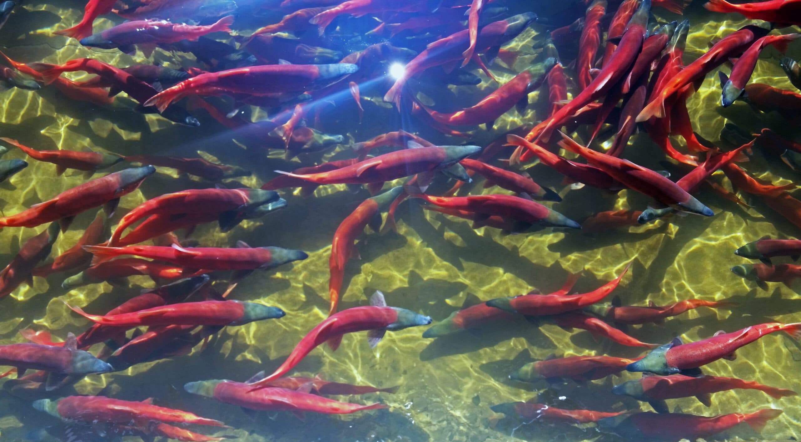 DWR Obtains Kokanee Eggs From Fish Lake and Montana Fish & Wildlife