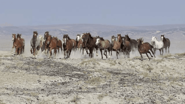 Harsh Winter Conditions Kill Off 75 Wild Horses In Sand Wash Basin HMA