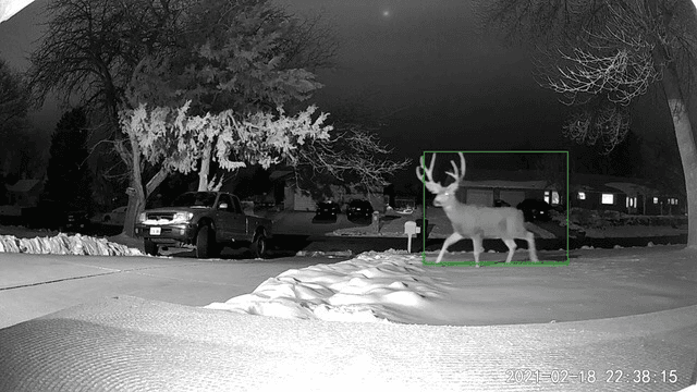 DWR Shares When to Report Wildlife Sightings
