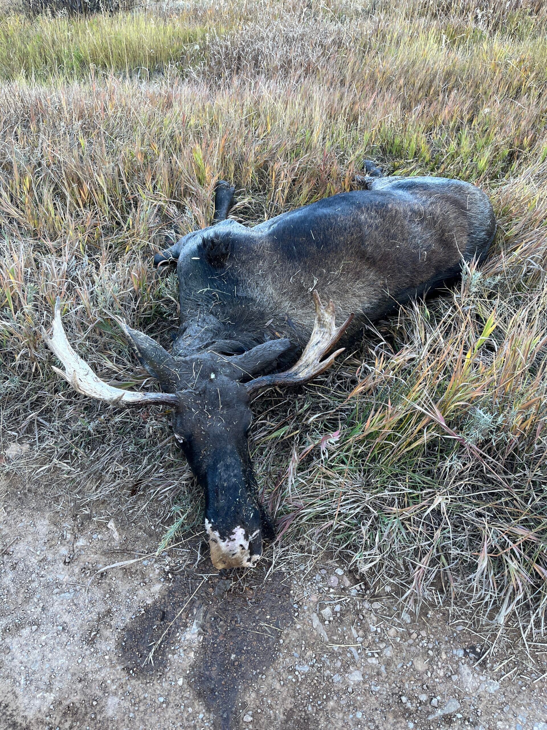 DWR Seeks Tips After Bull Moose Left To Waste In Strawberry River Drainage